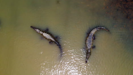 Aerial-shot-4k-of-the-river-with-wild-crocodiles-in-Costa-Rica