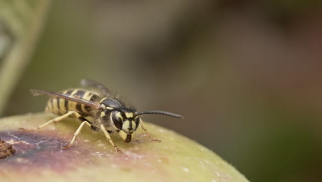 Medium-close-up-shot-of-a-wasp-getting-reading-to-fly-away,-wasp-sits-on-an-apple