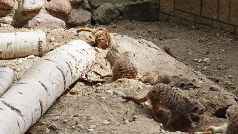 Eine-Erdmännchenfamilie-In-Ihrem-Gehege-Im-Zoo
