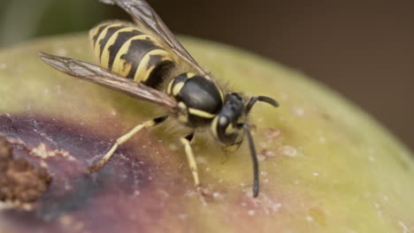 Wasp-walking-on-a-slightly-rotten-apple-looking-for-food