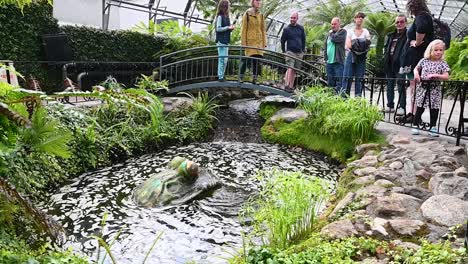Watch-the-large-frog-under-the-water,-Aberdeen,-Scotland,-United-Kingdom
