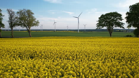 Low-angle-wide-shot-of-golden-rape-field-and-wind-turbine-farm-in-background-on-scenic-area-of-Poland