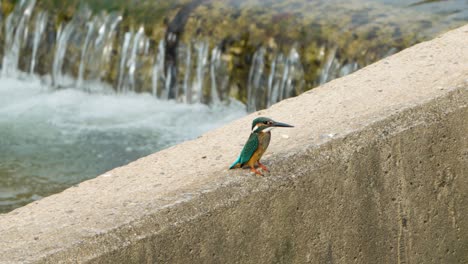 Common-Kingfisher-Bird-Hunting-at-Small-Waterfall-Cascades-Perched-on-Concrete-Wall