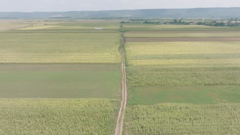 Aerial-View-Of-Dirt-Road-Between-The-Fields-With-Crops-In-Daytime