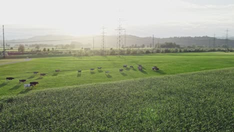 Cows-grazing-pasture-in-swiss-valley,-corn-field-in-foreground