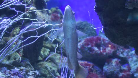 Fische-Schwimmen-Umgeben-Von-Korallen-In-Einem-Aquarium