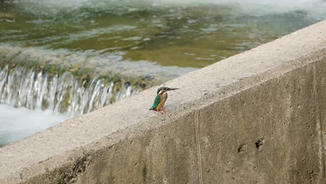 Beautiful-Female-Common-Kingfisher-Forages-at-Small-Waterfall-Sitting-on-Concrete-Wall-and-Flies-Away---wide-angle