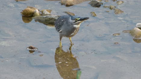 Striated-Heron-in-Hunting-in-Shallow-Water,-Alerted-by-Flying-by-Bird---Gazing-at-a-Flying-Bird