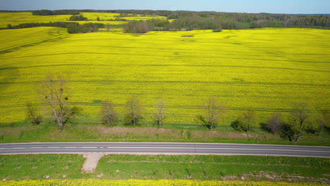 Road-Passing-By-Rapeseed-Flower-Field-In-Summer---aerial-shot