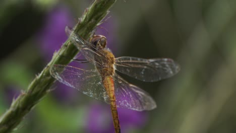 Dragonfly-from-Behind-Showing-Off-Wings