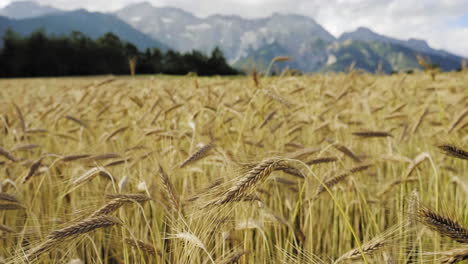Mature-Barley-on-field-with-mountains-in-the-Background