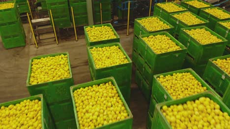 Capture-the-vibrant-allure-of-nature's-bounty-with-this-drone-footage-gliding-over-neatly-stacked-crates-of-luscious-lemons-in-storage