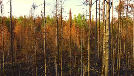 Paisaje-Natural-Desolado-Después-De-Un-Incendio-Forestal-Con-árboles-Muertos-Secos