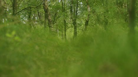 Blick-Durch-Das-Gras-In-Den-Wald,-Sehr-Ruhige-Und-Verträumte-Aufnahme