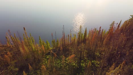 Wunderschöne-Grüne-Und-Verbrannte-Kiefern-Am-Ufer-Des-Blue-Lake-Nach-Einem-Waldbrand.-Waldbrand-Am-Kirkland-Lake,-Kanada