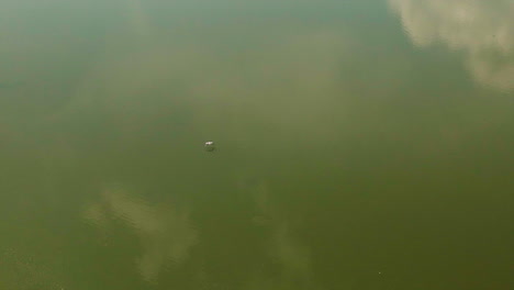 Vogel-Fliegt-über-Ruhiges-Seewasser-Im-Cook&#39;s-Landing-Park,-Little-Rock,-Arkansas,-USA---Luftaufnahme