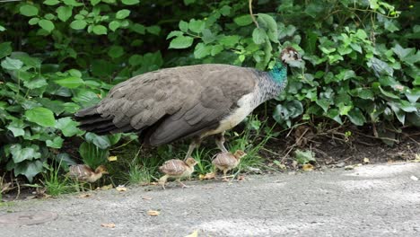 Close-up-shot-showing-Family-of-peacocks-with-newborn-babies-walking-in-street,-slow-motion