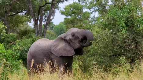 Un-Joven-Elefante-Africano-Alimentándose-Solo-De-Arbustos-En-El-Parque-Nacional-Kruger,-Sudáfrica