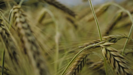 Matured-ripe-Barley-on-field-in-slowmo-closeup-detailed