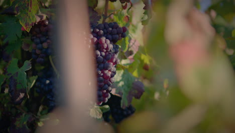 vineyard-group-of-red-grapes-clusters-at-beautiful-sunset-slow-motion