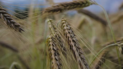 Matured-ripe-Barley-on-field-in-slowmo-detailed-view-and-closeup-camera-moving