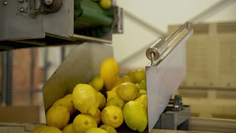 Lemons-flowing-from-machines,-ready-for-packaging