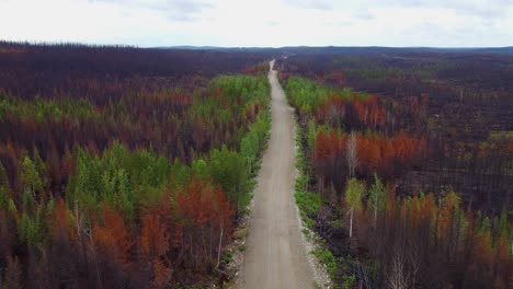 Vista-Esperanzadora-En-La-Naturaleza-Después-Del-Incendio-Forestal-Incendio-Forestal-Del-Lago-Kirkland,-Canadá