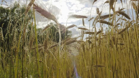 Matured-ripe-Barley-on-field-with-clouds-in-the-Background-and-lense-flare