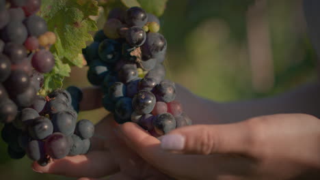 vineyard-girl-in-the-vineyard-at-sunset-and-examines-and-smells-grape-cluster-slow-motion