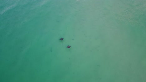 Aerial-top-View-on-the-sea-of-Beautiful-Spotted-Eagle-Rays-swimming-sandy-sea-floor-in-turquoise-water-of-gulf-of-mexico-Destin-Florida