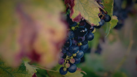 vineyard-red-grapes-cluster-at-beautiful-sunset-medium-shot