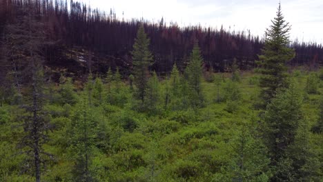 Impresionante-Contraste-De-Naturaleza-Verde-Y-Destrucción-Después-Del-Incendio-Forestal.-Incendio-Forestal-En-El-Lago-Kirkland,-Canadá.