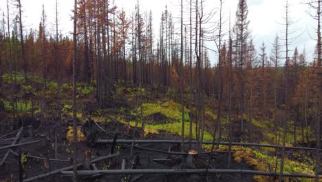Düstere-Aussicht-Durch-Verbrannte-Bäume-Und-Die-Folgen-Des-Waldbrandes-Am-Kirkland-Lake