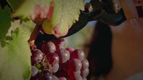 vineyard-girl-prunes-a-red-grape-cluster-close-up-slow-motion