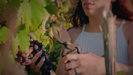 vineyard-girl-harvest-a-red-grape-cluster-smells-it-and-smiles-slow-motion