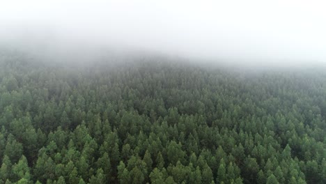 Luftaufnahme-Des-Nebligen-Waldnebels