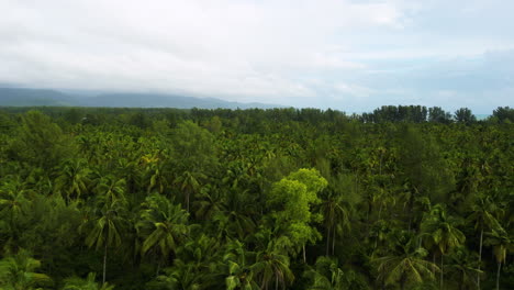 Aerial-wide-shot-of-dense-lush-tropical-forest-with-palm-trees-during-cloudy-day-on-Khao-Lak-Thailand