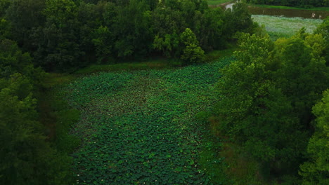 Marsh-Vegetation-In-Wetland-Landscape,-Cook's-Landing-Park,-Little-Rock,-Arkansas,-USA---aerial-shot