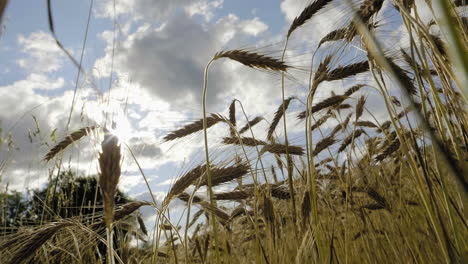Mature-ripe-Barley-on-field-with-clouds-in-the-Background-and-lense-flare