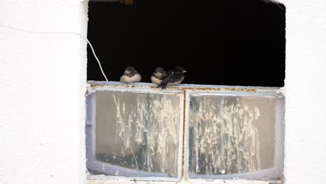 Four-Swallows-sit-on-a-window