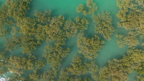 Aerial-Birds-Eye-View-Ascending-Above-The-Mangroves-Of-Broome,-Western-Australia