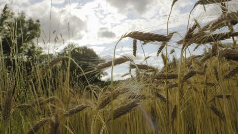 Matured-ripe-Barley-on-field-with-cloudy-sky-in-the-Background