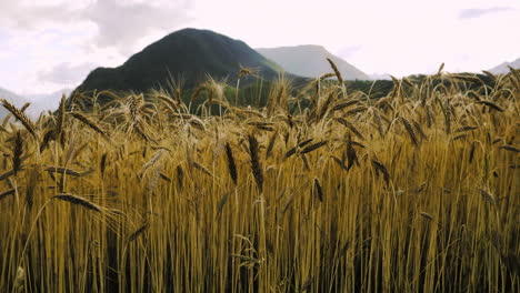 Matured-ripe-Barley-on-field-closeup-with-mountain-in-the-Background