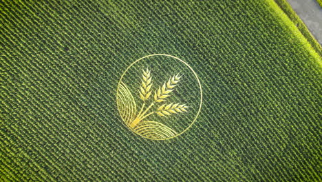 Goldenes-Symbol-Des-Landwirtschaftlichen-Anbaus-Auf-Dem-Agrargebiet,-Drohnenschuss