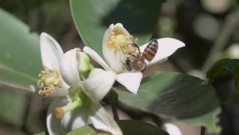 Detail-Einer-Honigbiene,-Die-Eine-Süße-Orangenblüte-Bestäubt
