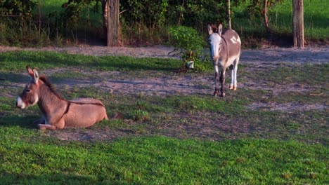 A-low-angle-shot-of-miniature-donkeys-on-a-farm-in-Delaware-on-a-sunny-day
