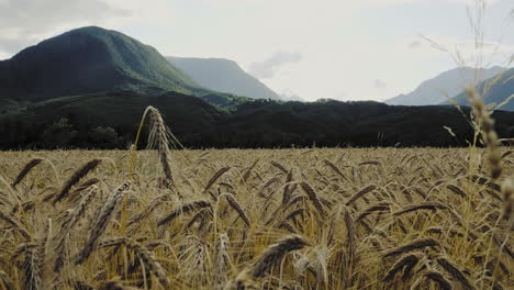 Matured-ripe-Barley-on-field-with-mountain-landscape-in-the-Background