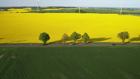 Aerial---Cars-move-in-two-directions-on-a-local-road-between-fields-of-rapeseed-and-cereals
