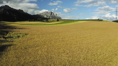 Matured-ripe-Barley-on-field-with-mountains-in-the-Background-while-Drone-goes-backwards