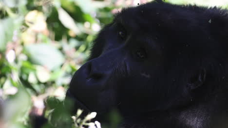 Large-black-gorilla-sitting-in-the-Bwindi-Impenetrable-Forest